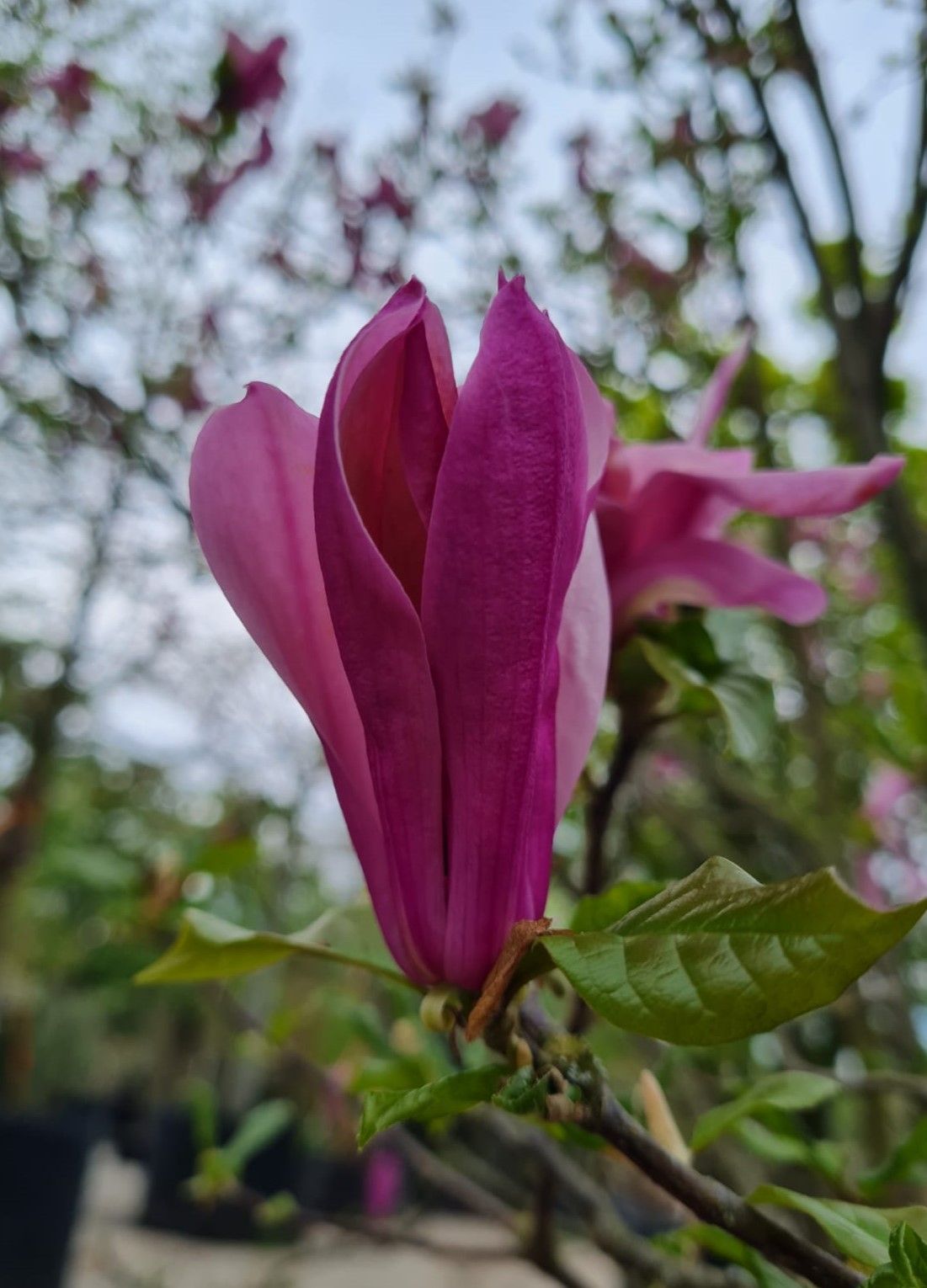 Magnolia 'Susan' | Meerstammig