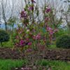 Magnolia 'Susan' | Meerstammig