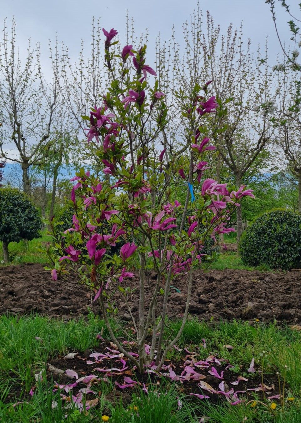 Magnolia 'Susan' | Meerstammig