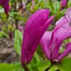 Magnolia 'Susan' | Meerstammig