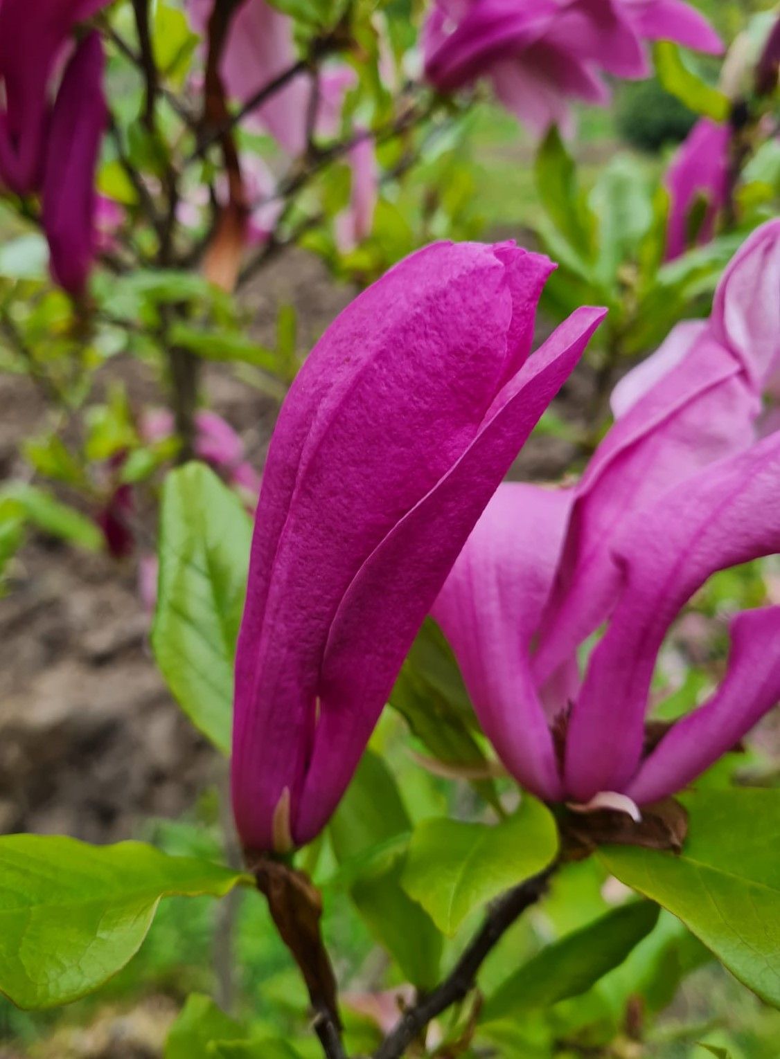 Magnolia 'Susan' | Meerstammig