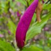 Magnolia 'Susan' | Meerstammig