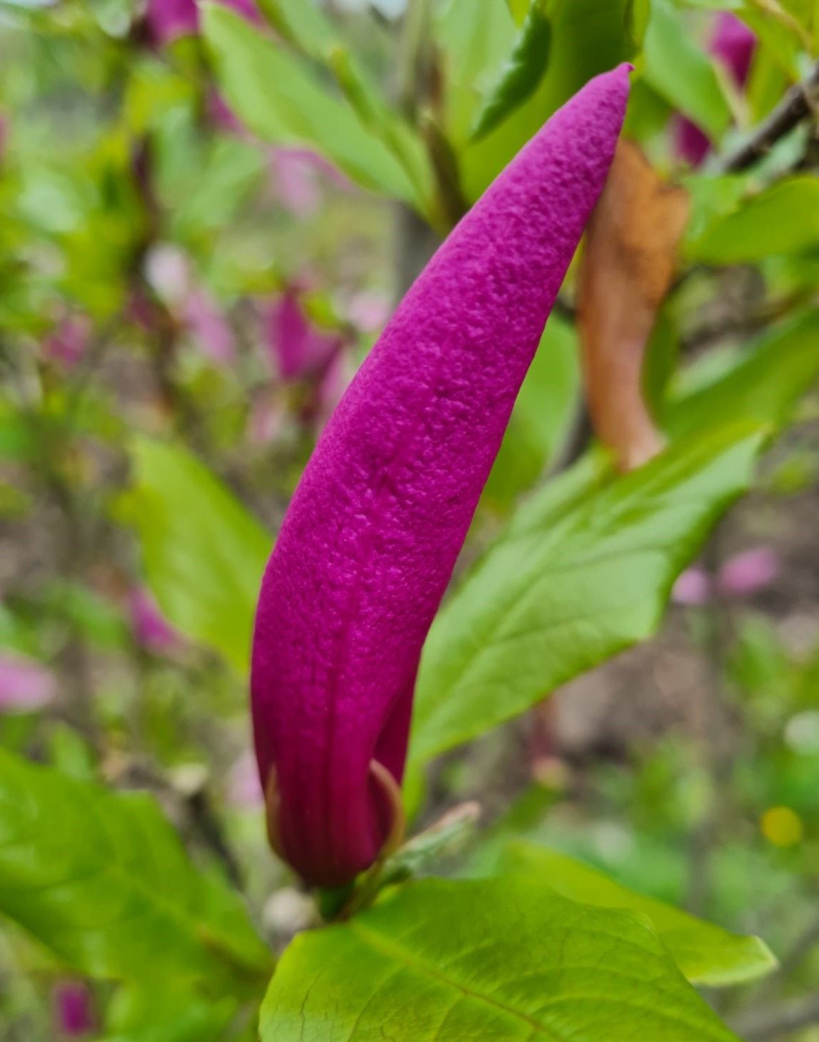 Magnolia 'Susan' | Meerstammig