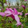 Magnolia 'Susan' | Meerstammig