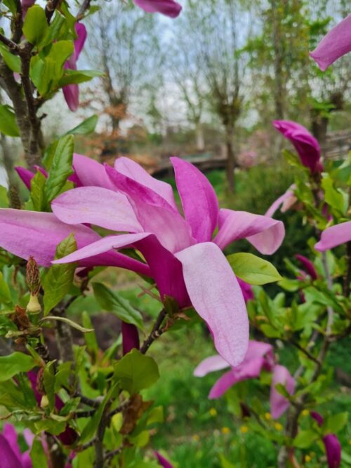 Japanse magnolia | Hoogstam
