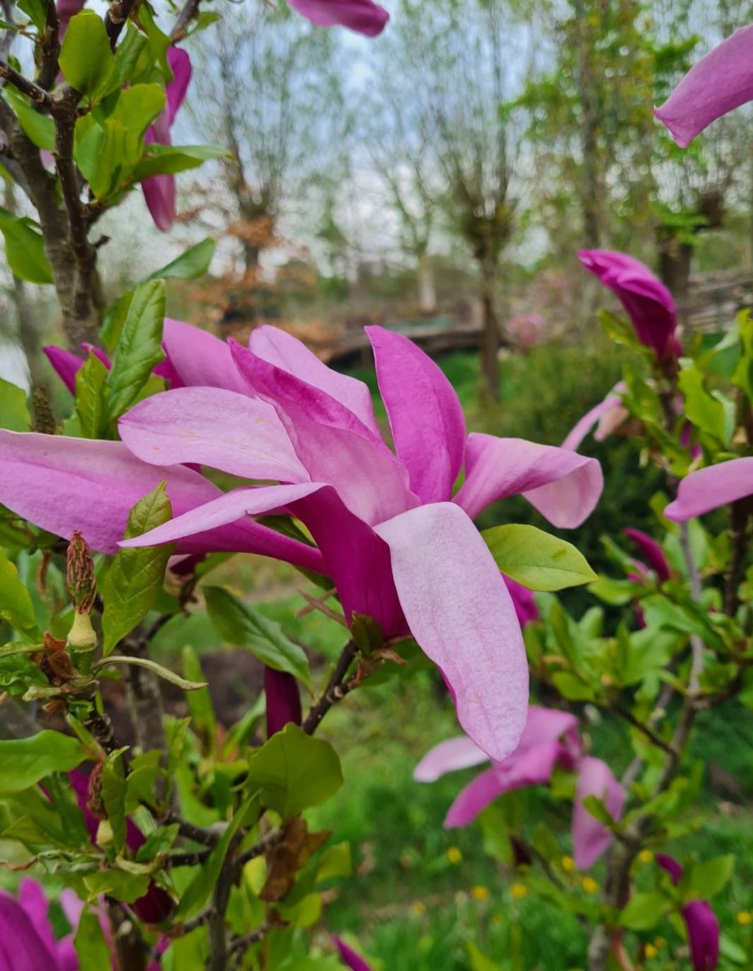 Magnolia 'Susan' | Meerstammig