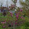 Magnolia 'Susan' | Meerstammig