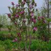 Magnolia 'Susan' | Meerstammig