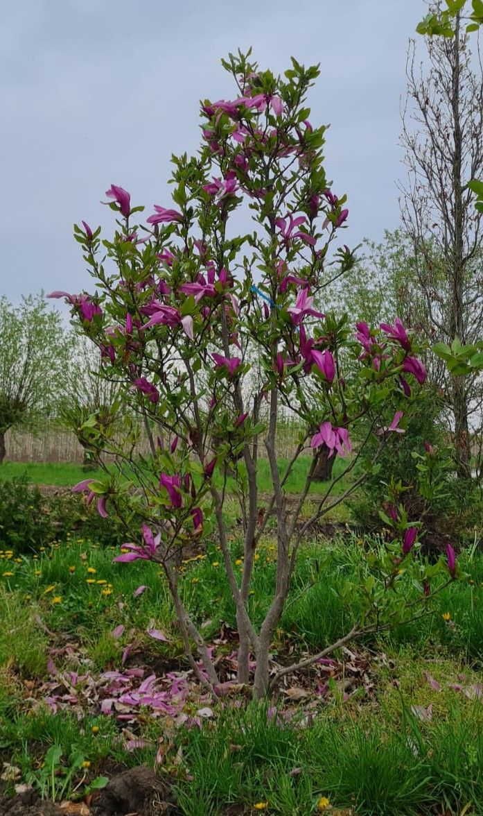 Magnolia 'Susan' | Meerstammig