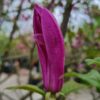 Magnolia 'Susan' | Meerstammig