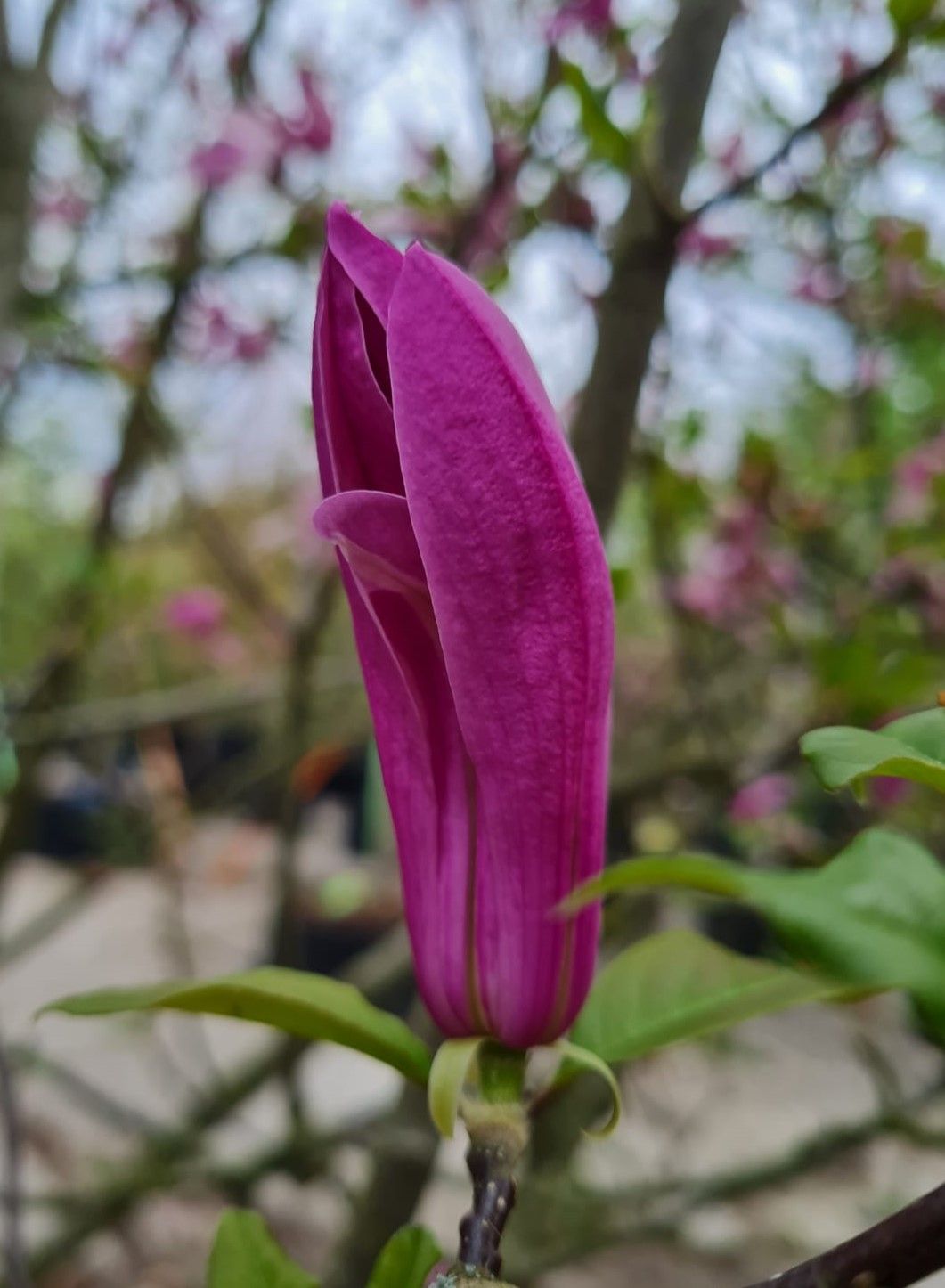 Magnolia 'Susan' | Meerstammig
