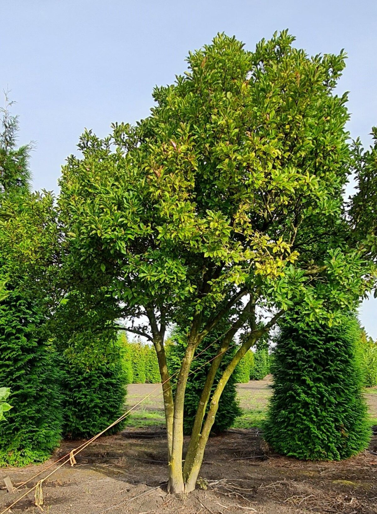 Magnolia 'Susan' | Meerstammig