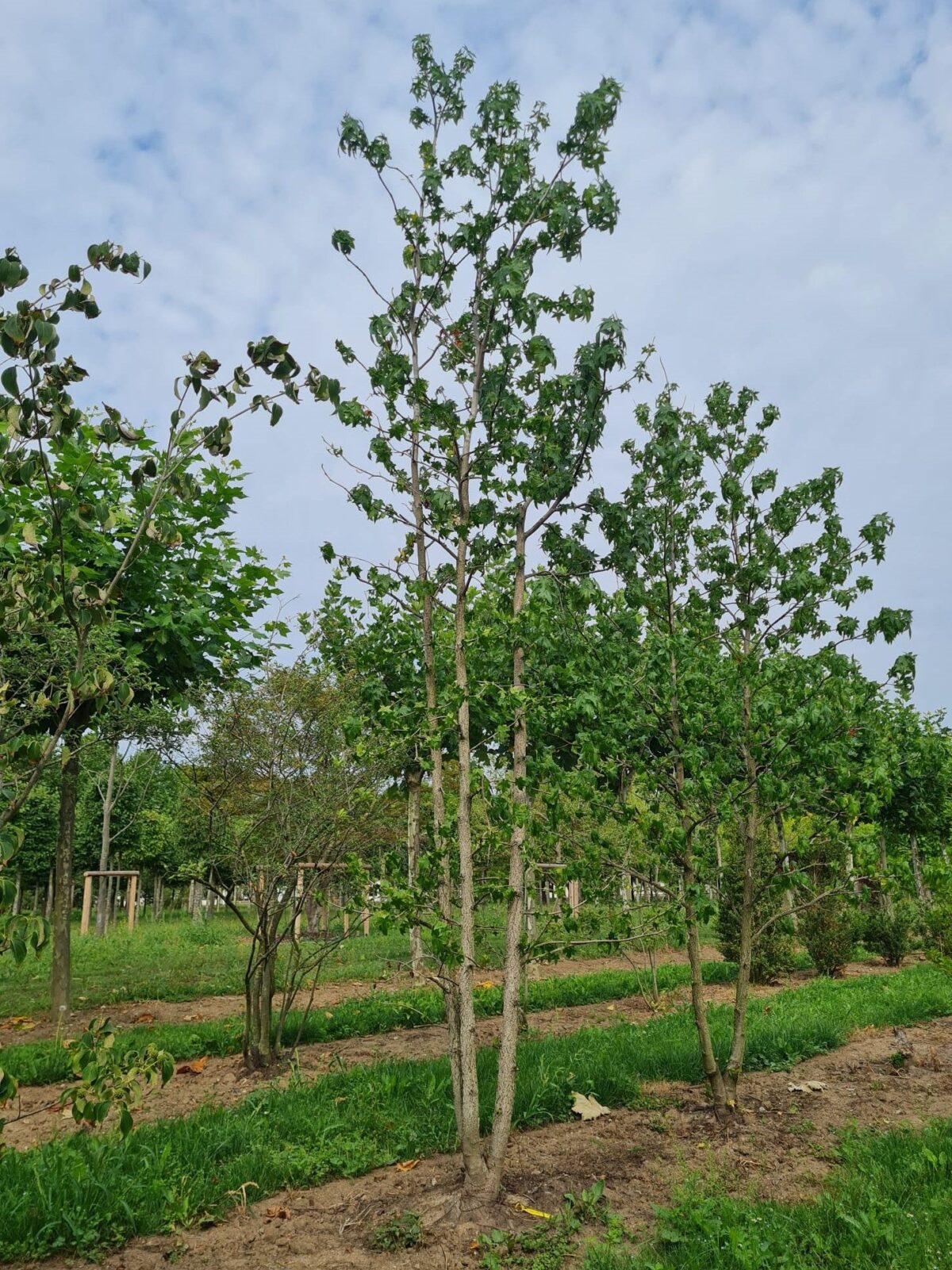 Amberboom | Meerstammig