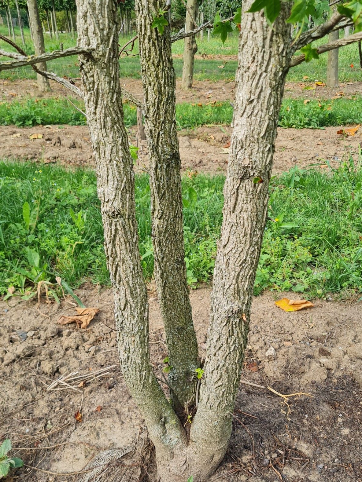 Amberboom | Meerstammig