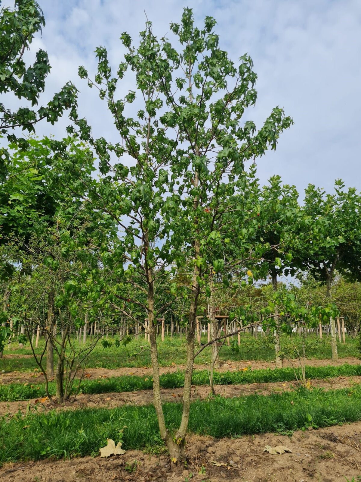 Amberboom | Meerstammig