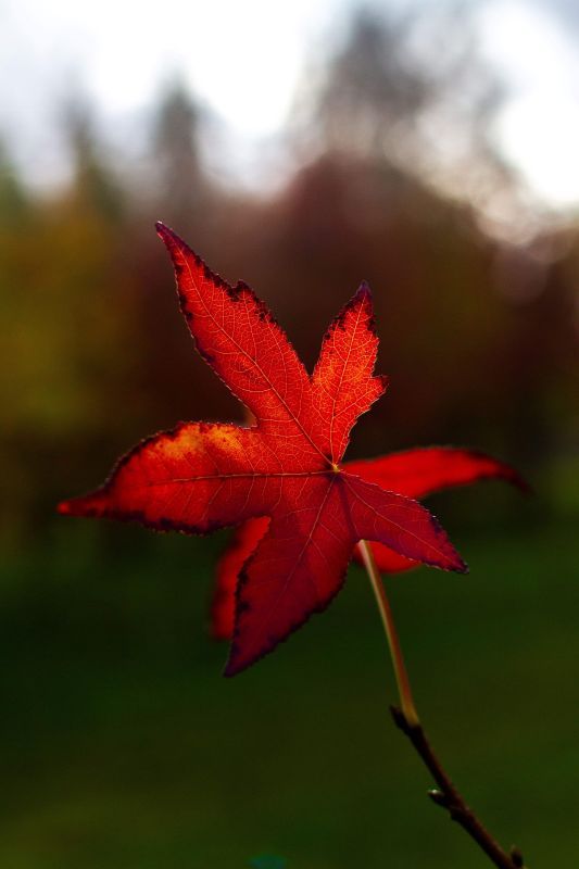 Amberboom | Meerstammig