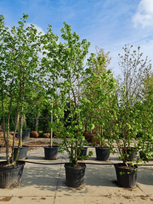 Amberboom | Meerstammig