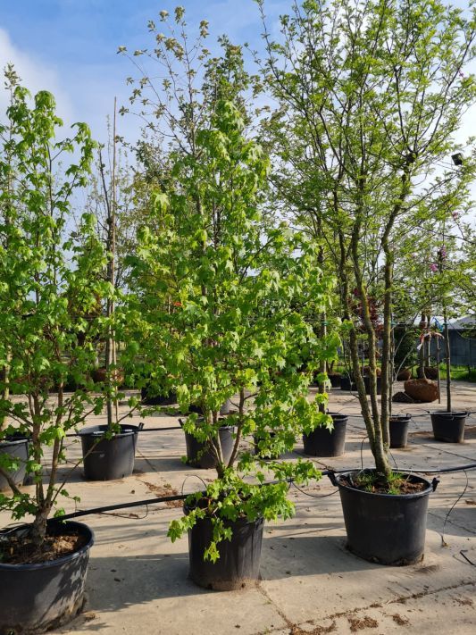 Amberboom | Meerstammig