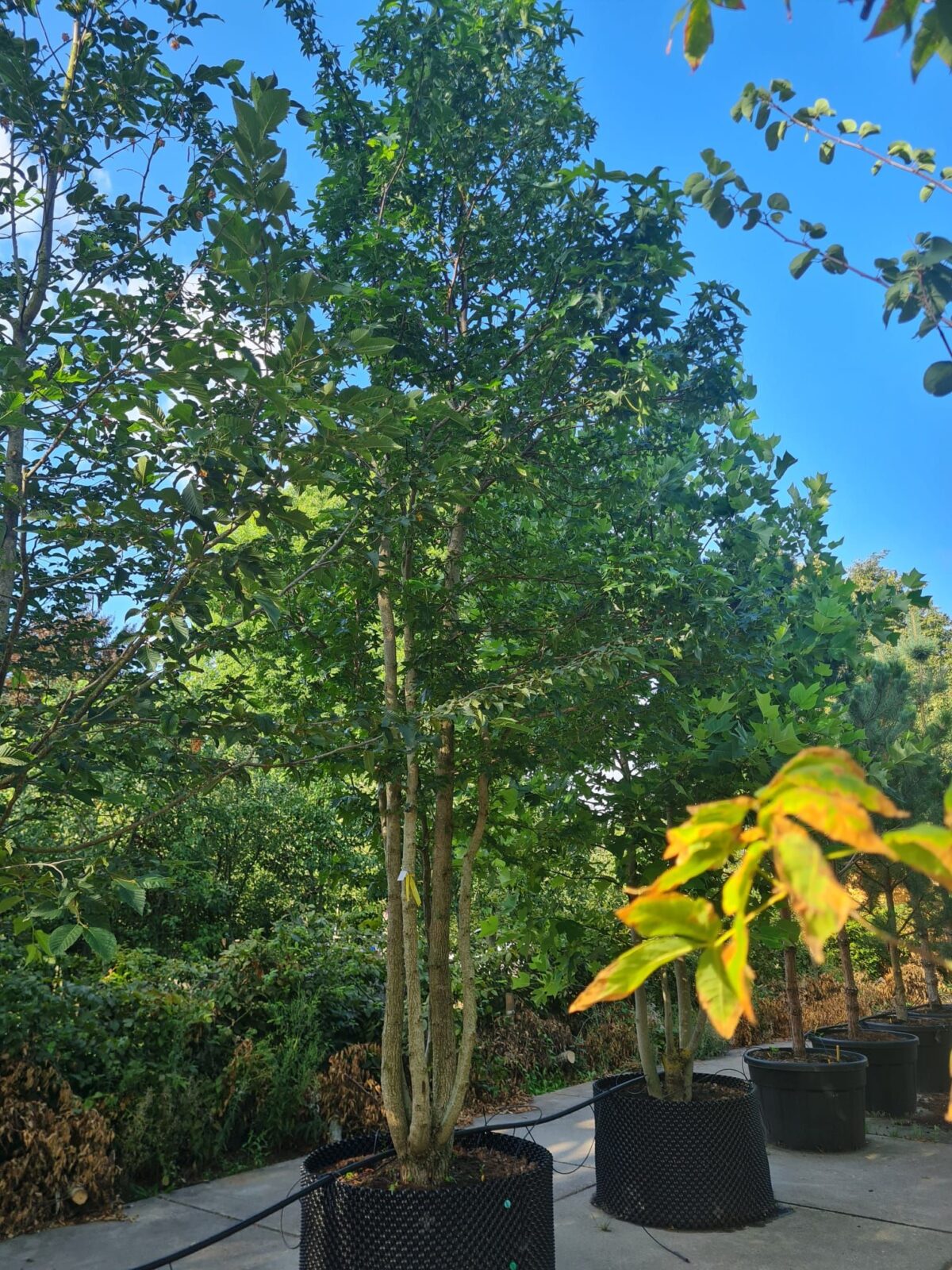 Amberboom | Meerstammig