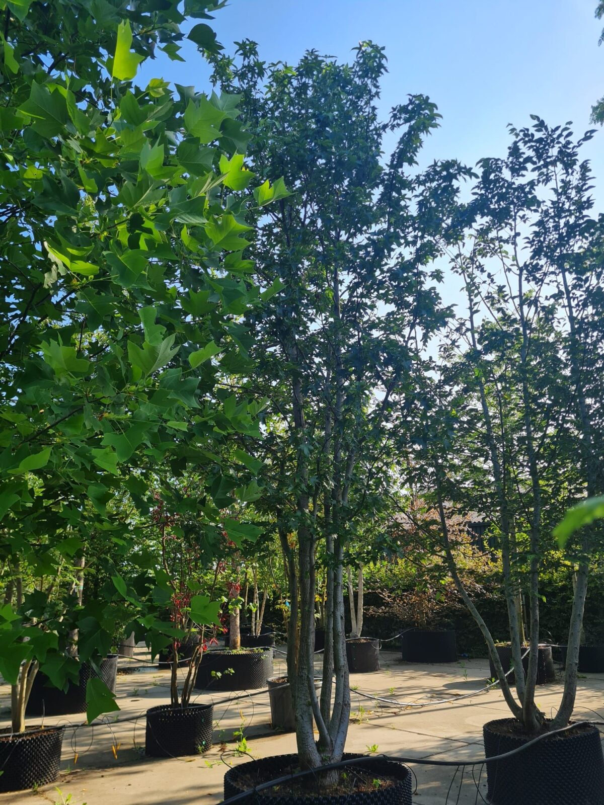 Amberboom | Meerstammig