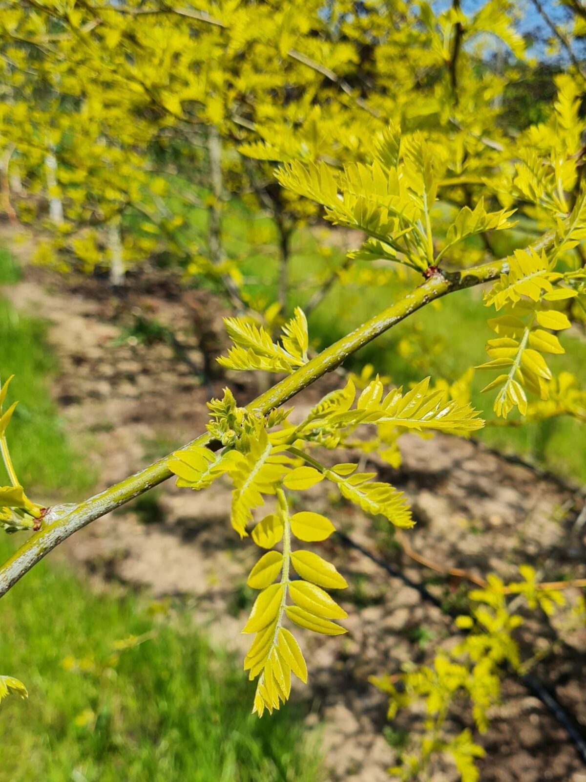 Gele valse christusdoorn | Meerstammig