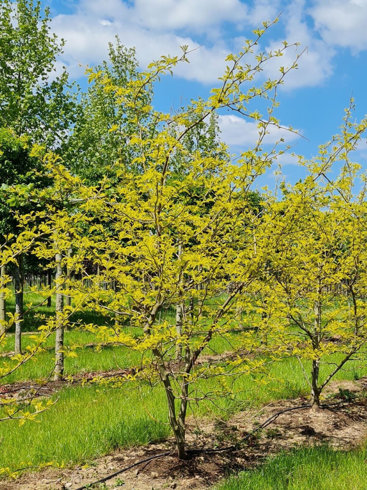 Gele valse christusdoorn | Meerstammig