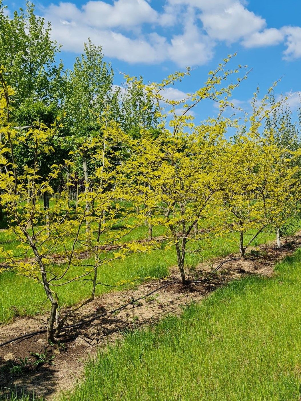 Gele valse christusdoorn | Meerstammig