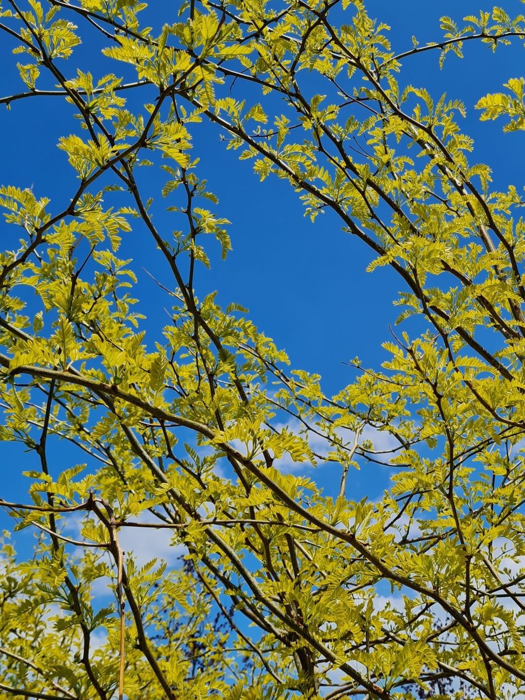 Gele valse christusdoorn | Meerstammig