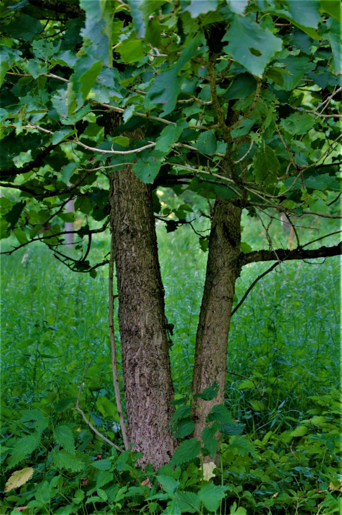 Boomhazelaar | Meerstammig