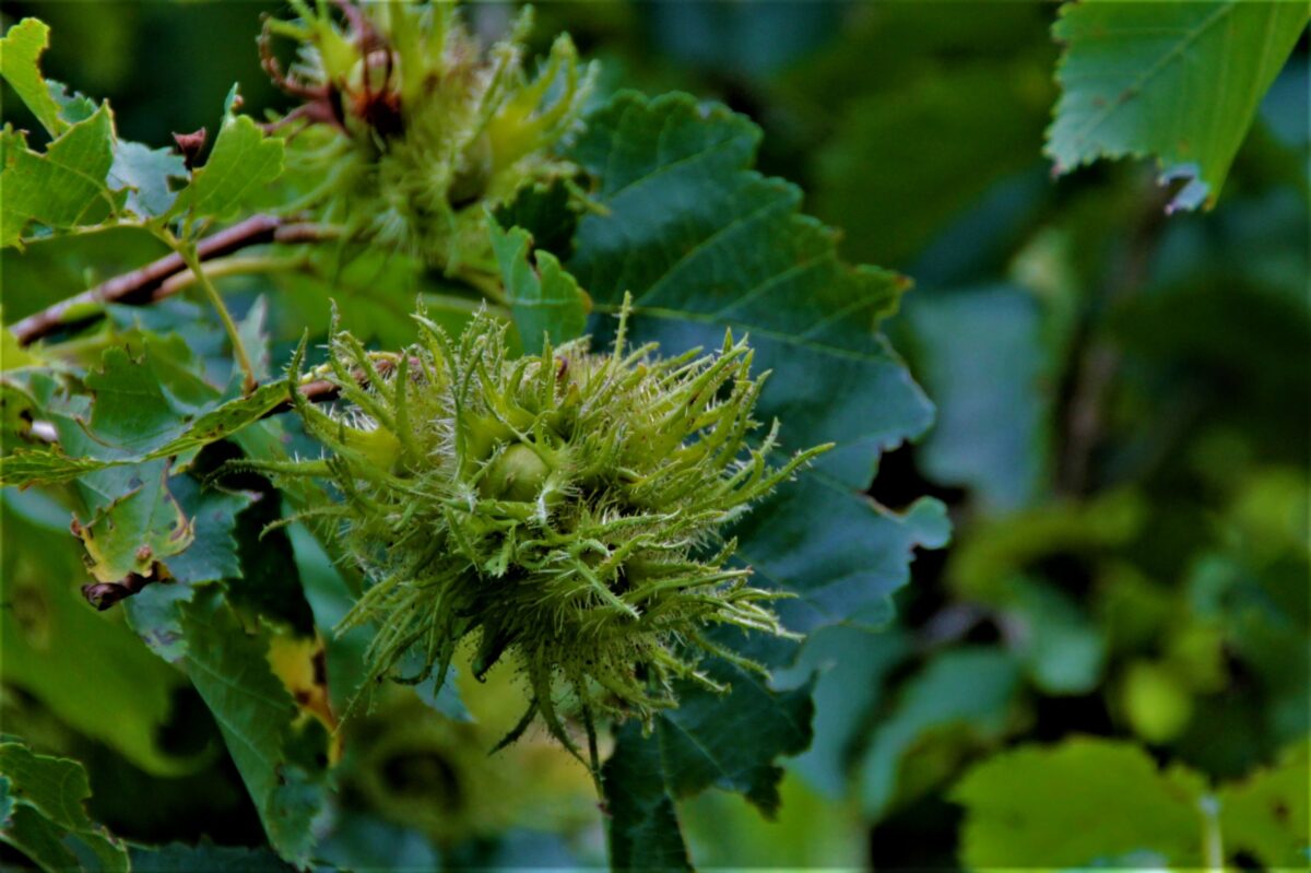 Boomhazelaar | Meerstammig