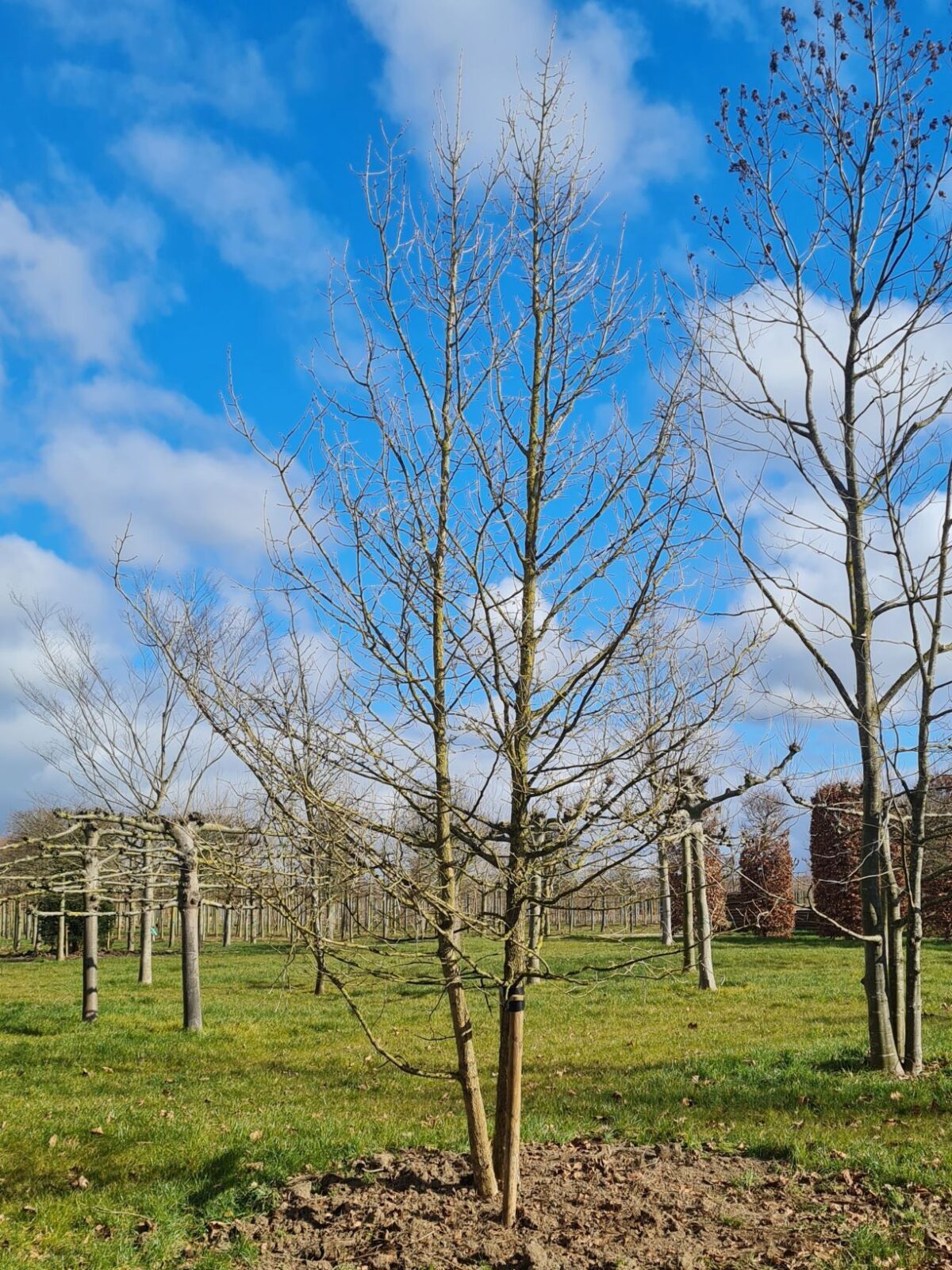 Boomhazelaar | Meerstammig