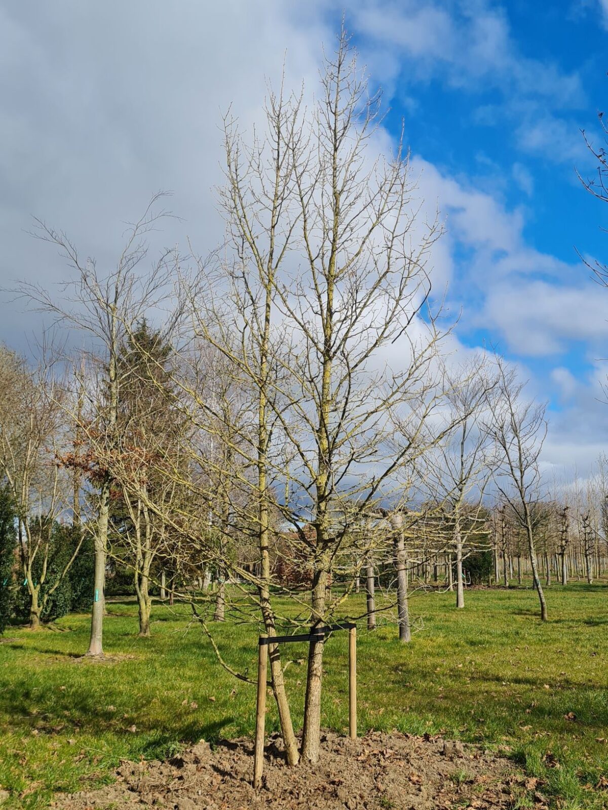 Boomhazelaar | Meerstammig