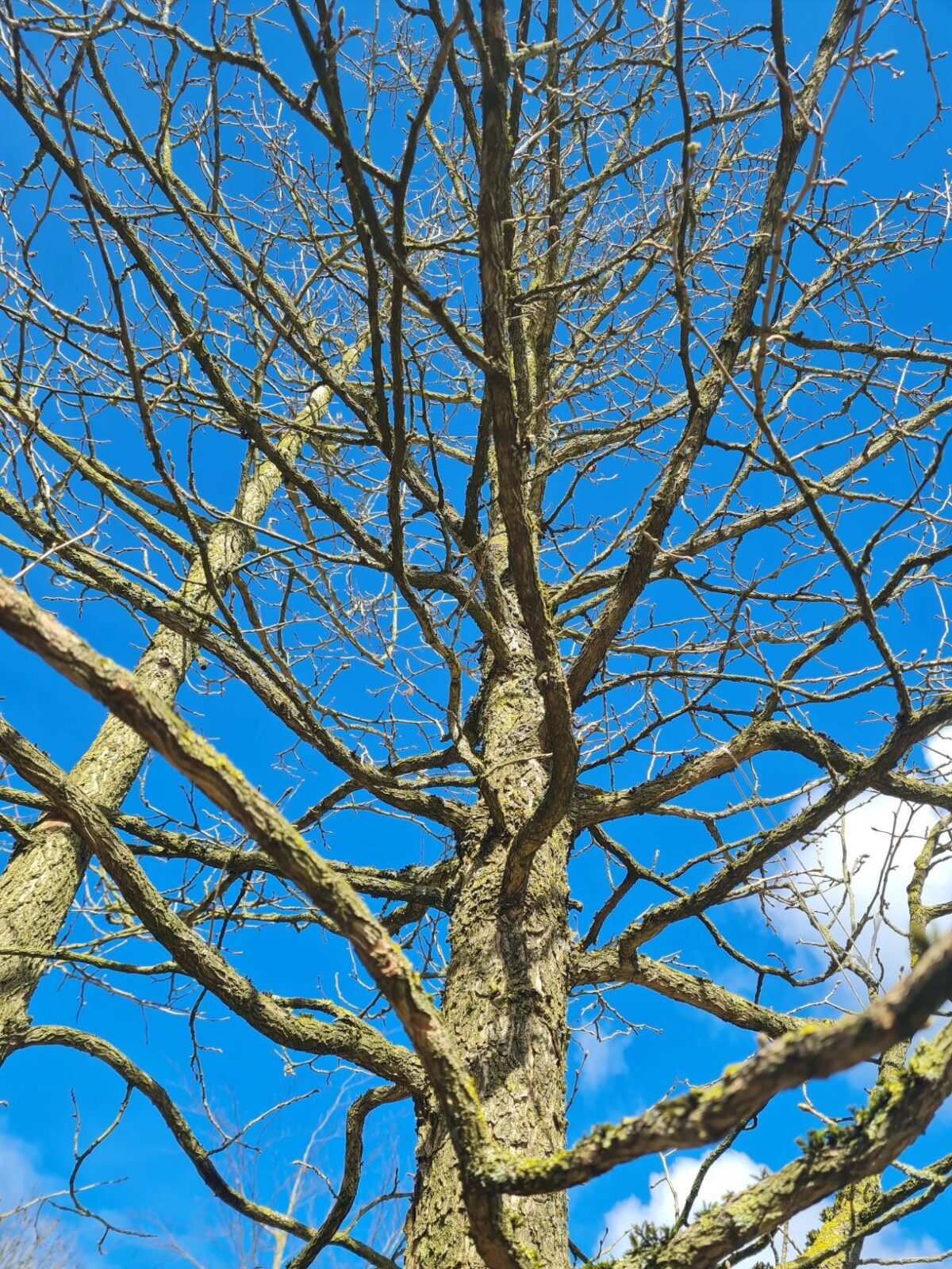 Boomhazelaar | Meerstammig