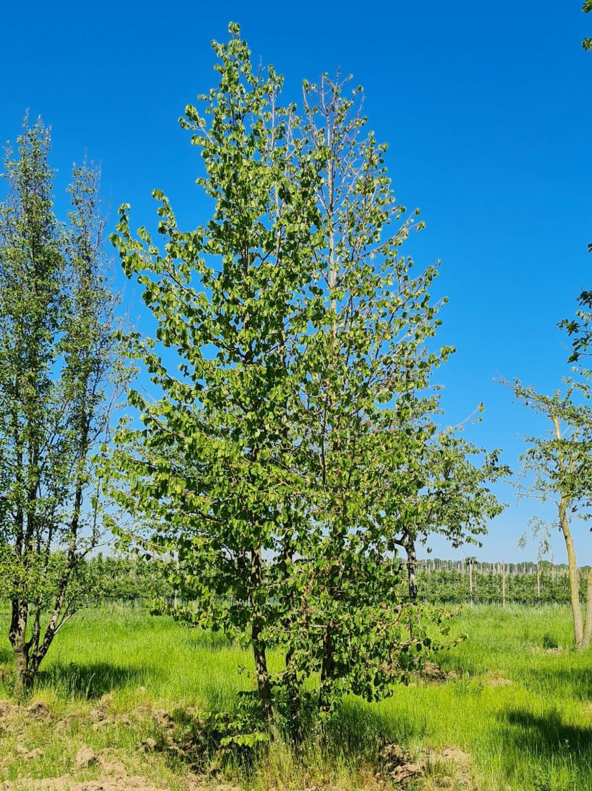 Boomhazelaar | Meerstammig