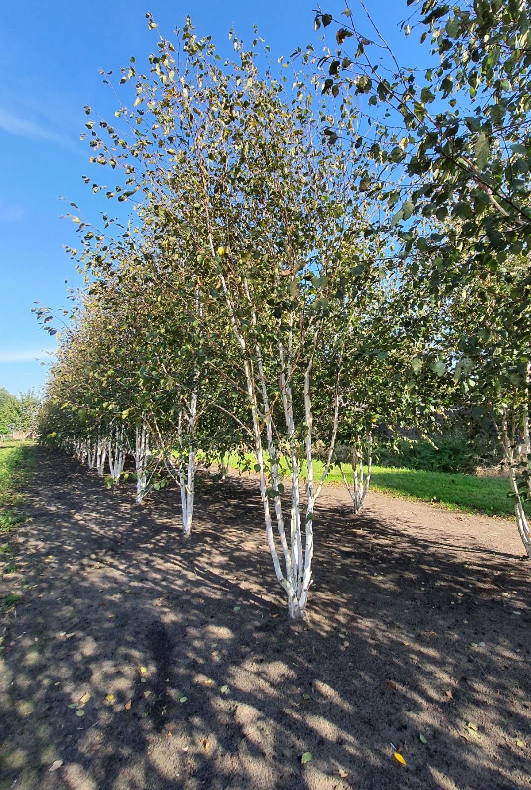 Himalayaberk | Meerstammig