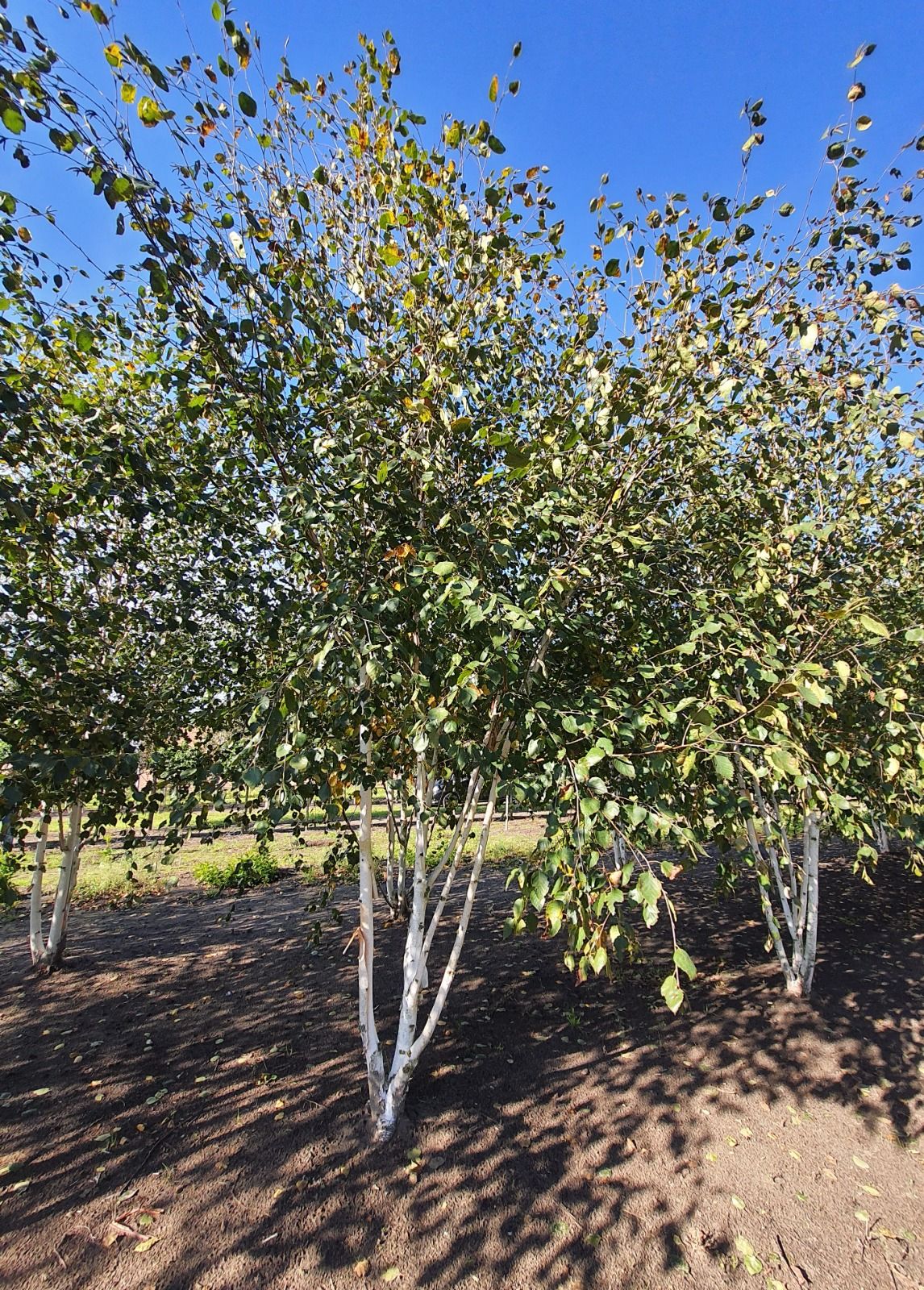 Himalayaberk | Meerstammig