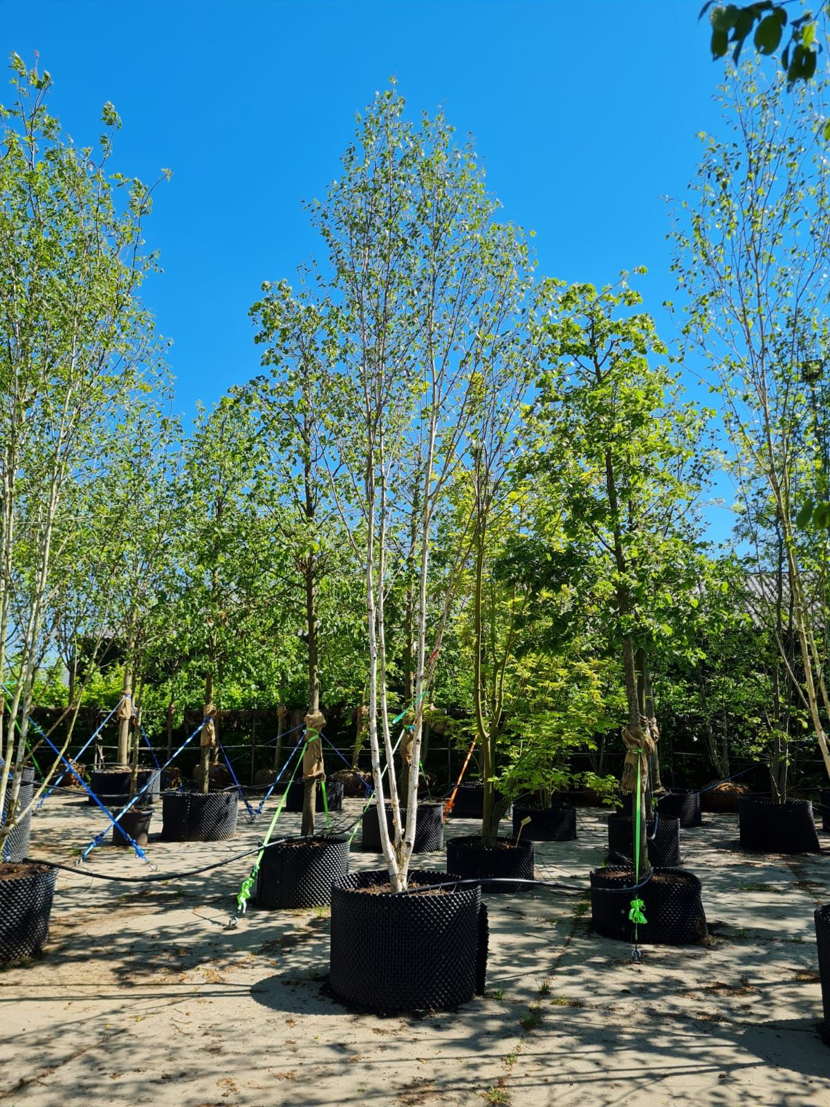 Himalayaberk | Meerstammig