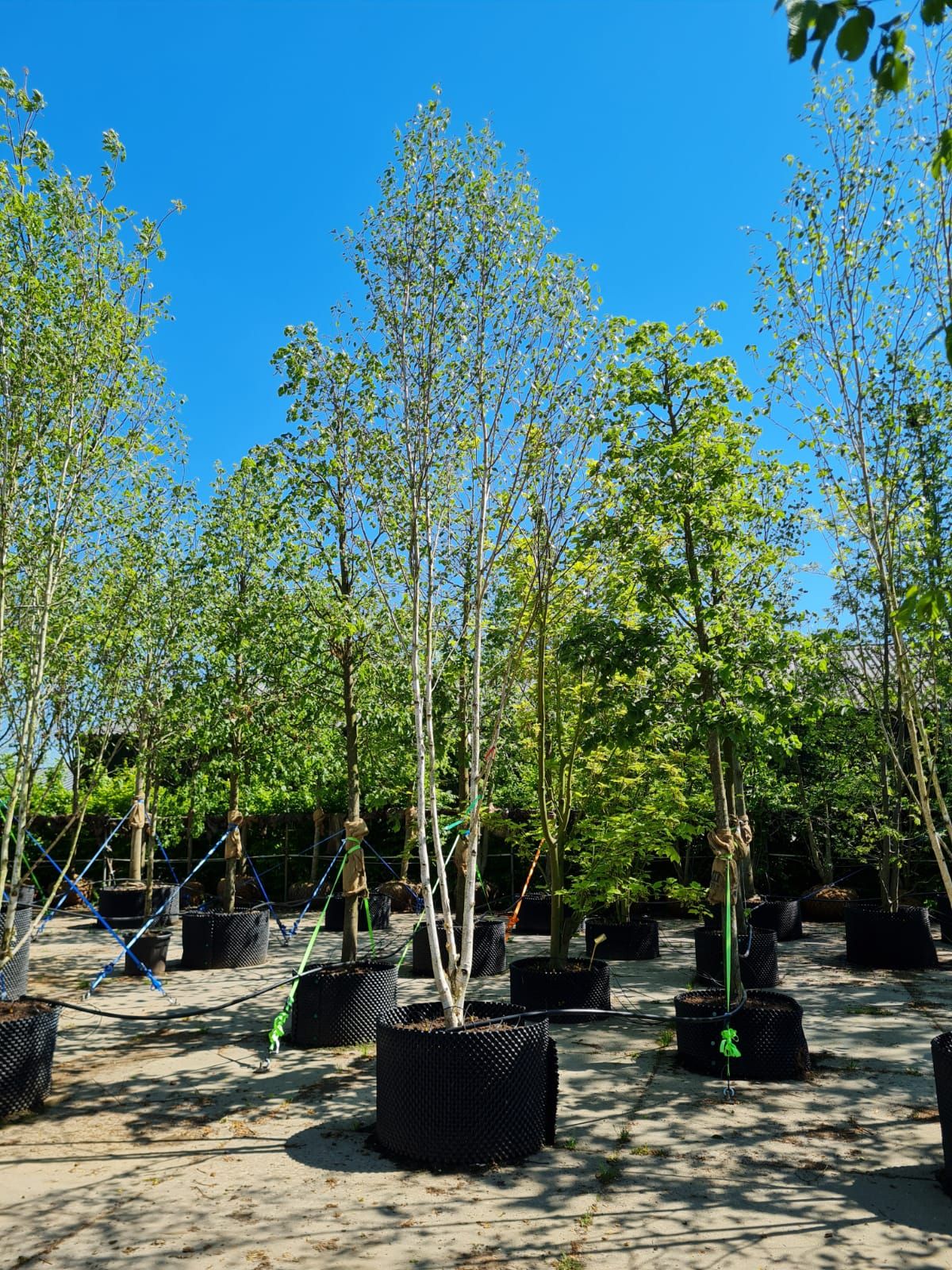 Himalayaberk | Meerstammig