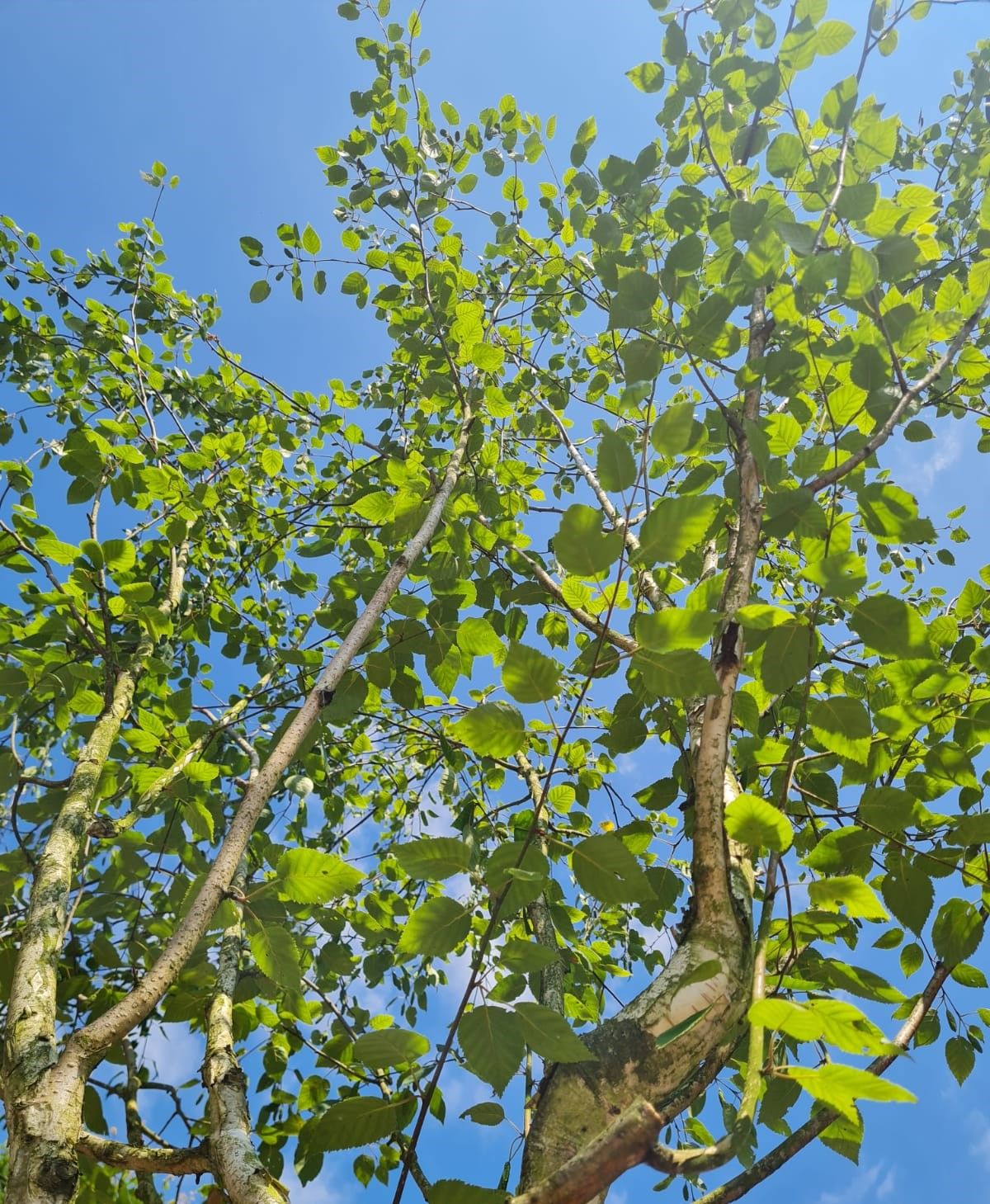 Himalayaberk | Halfstam