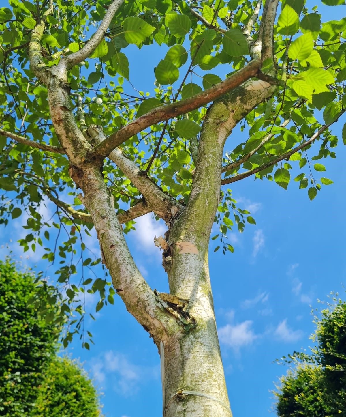 Himalayaberk | Halfstam