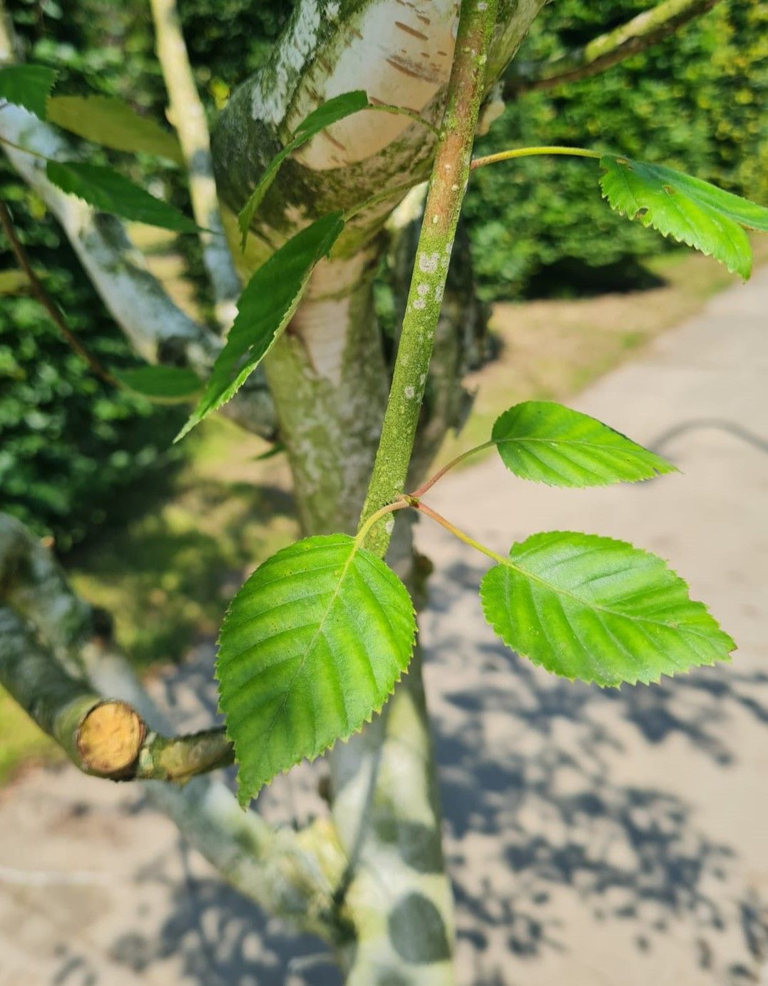Himalayaberk | Halfstam