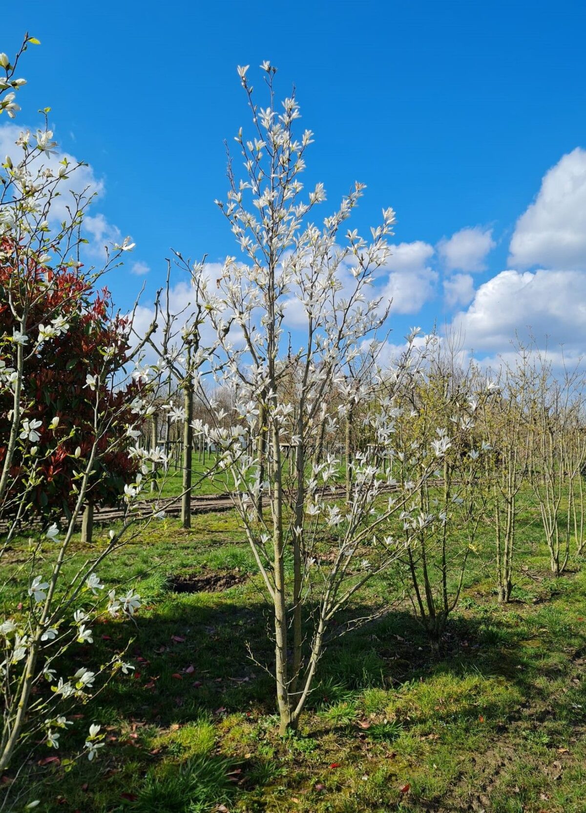 Japanse magnolia | Meerstammig