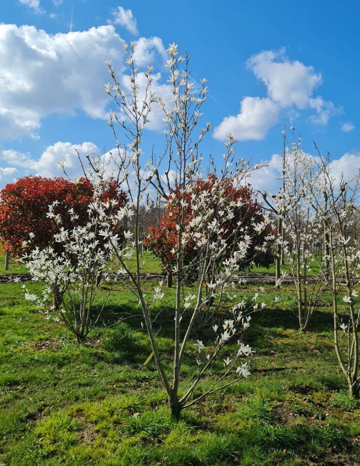 Japanse magnolia | Meerstammig