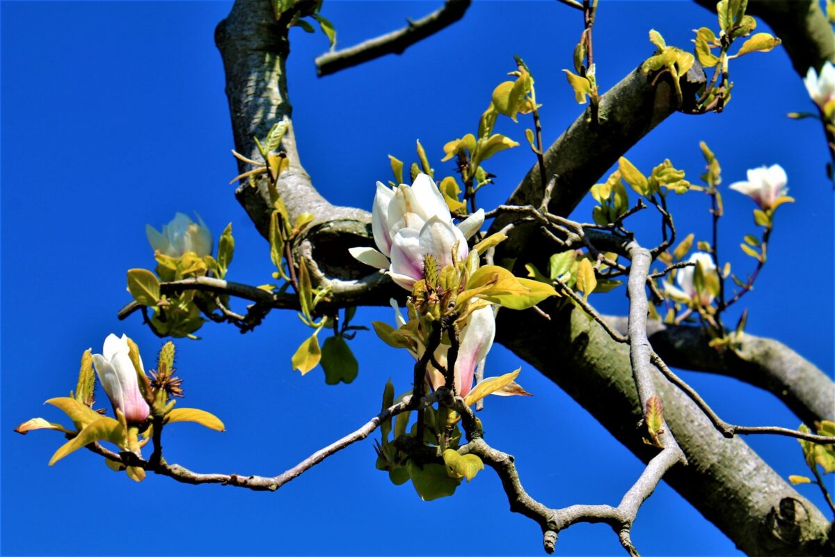 Japanse magnolia | Meerstammig