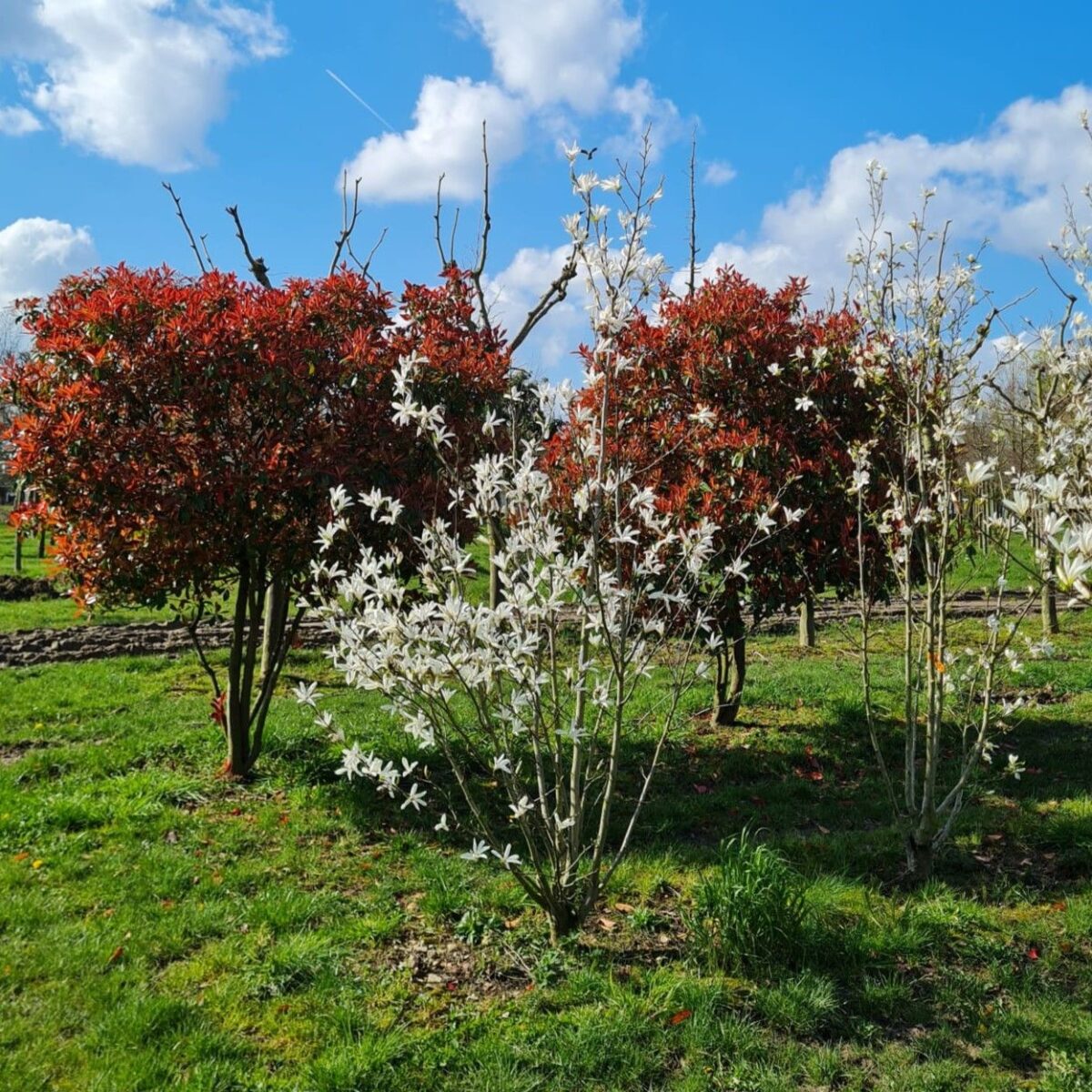 Japanse magnolia | Meerstammig