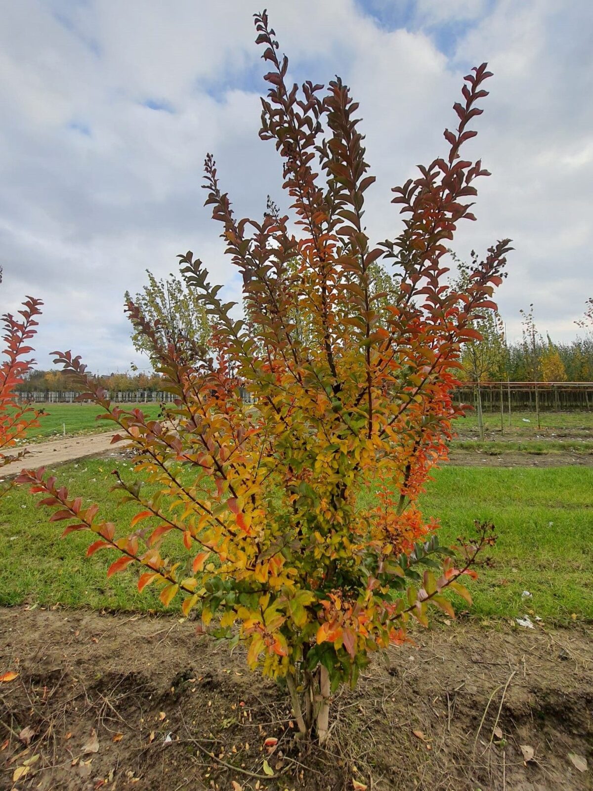 Rozerode Indische sering | Meerstammig