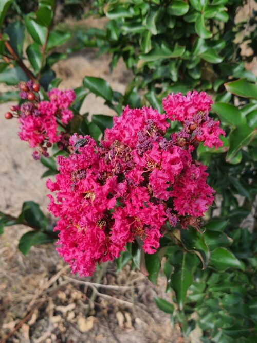 Rozerode Indische sering | Meerstammig