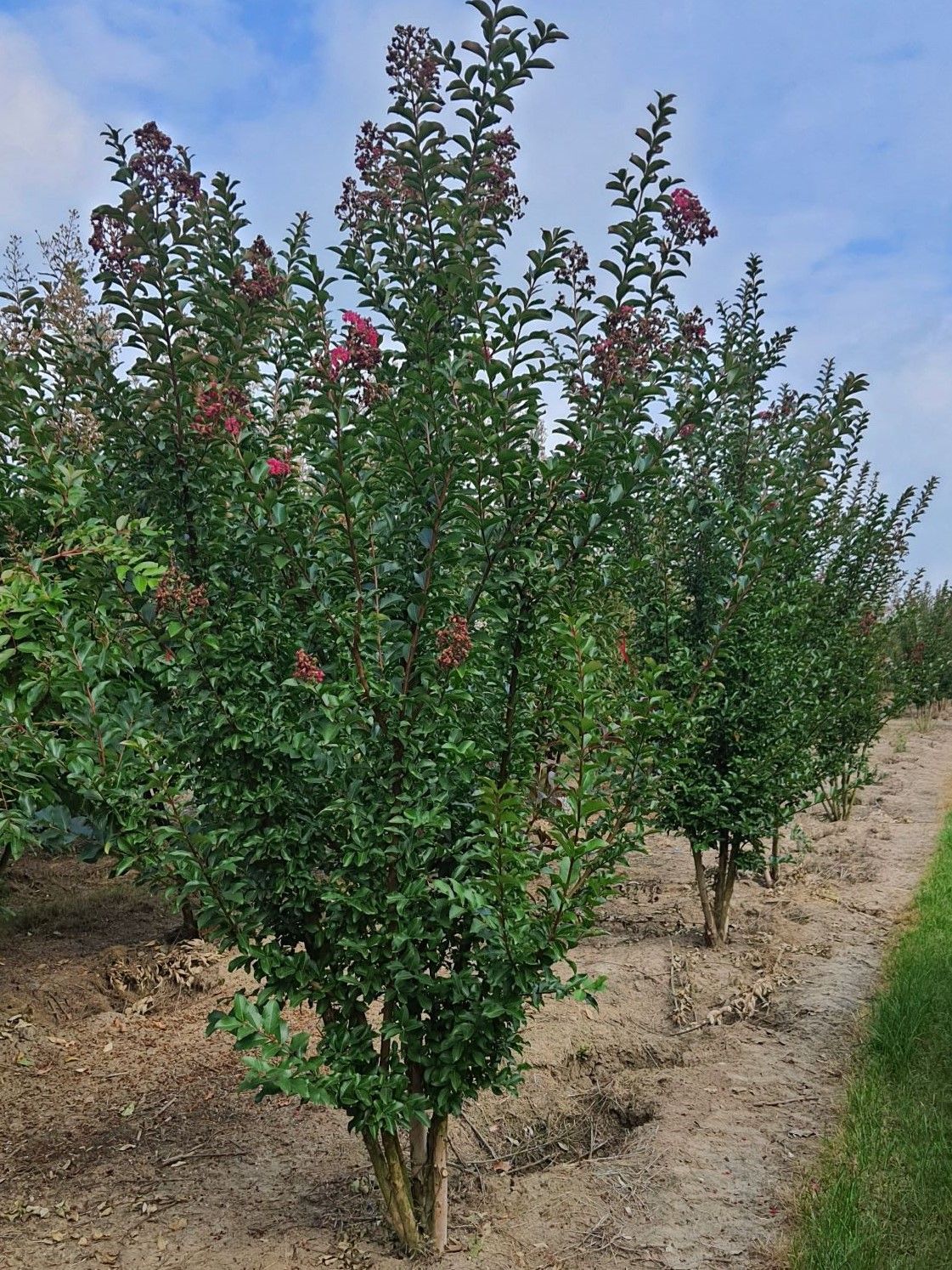 Rozerode Indische sering | Meerstammig