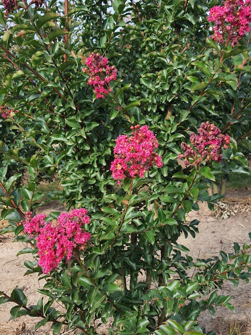 Rozerode Indische sering | Meerstammig