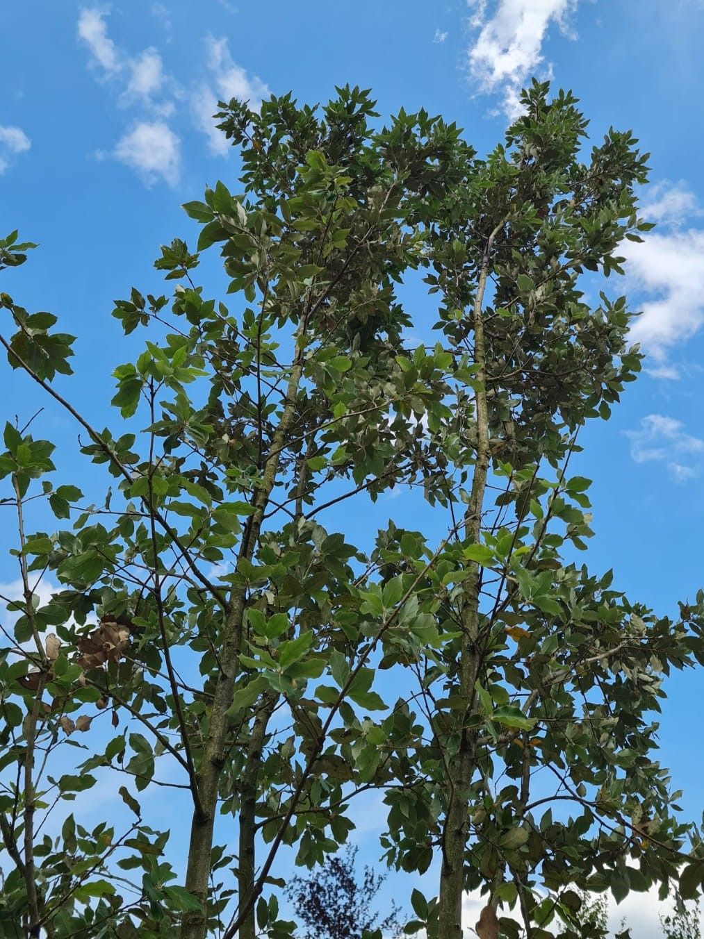 Steeneik | Meerstammig